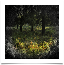 AUTUMN IS UPON US - Des Hawley